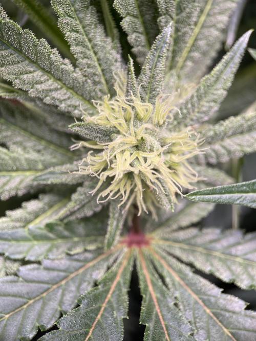 Terpyz - Cheesus Christ S1. Week 13