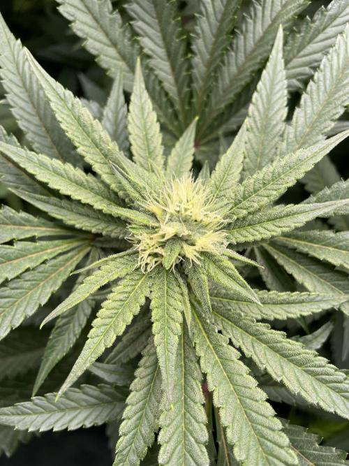 Terpyz - Cheesus Christ S1. Week 13