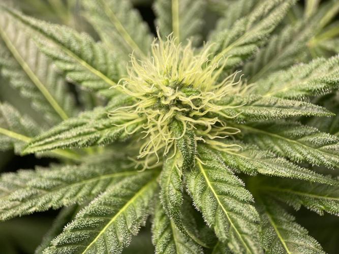 Terpyz - Neon Wasabii. Week 13