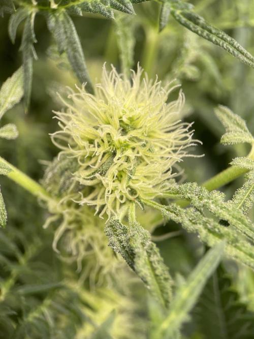 Terpyz - Mentha De Croco. Week 14