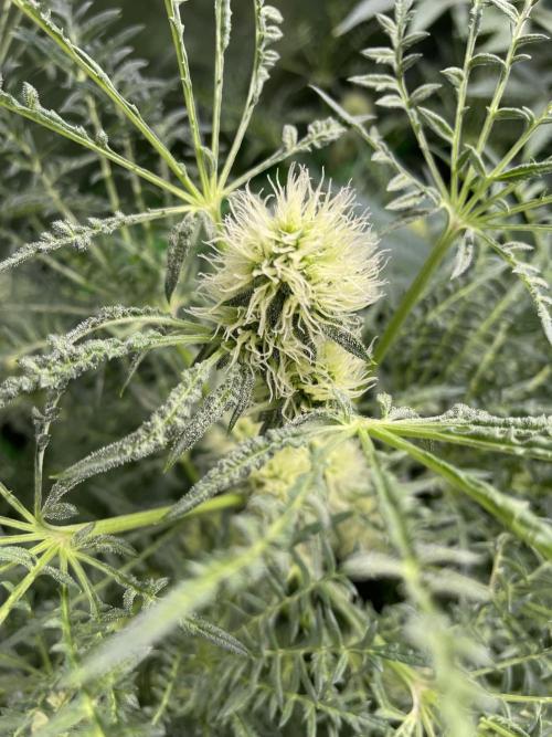 Terpyz - Mentha De Croco. Week 14