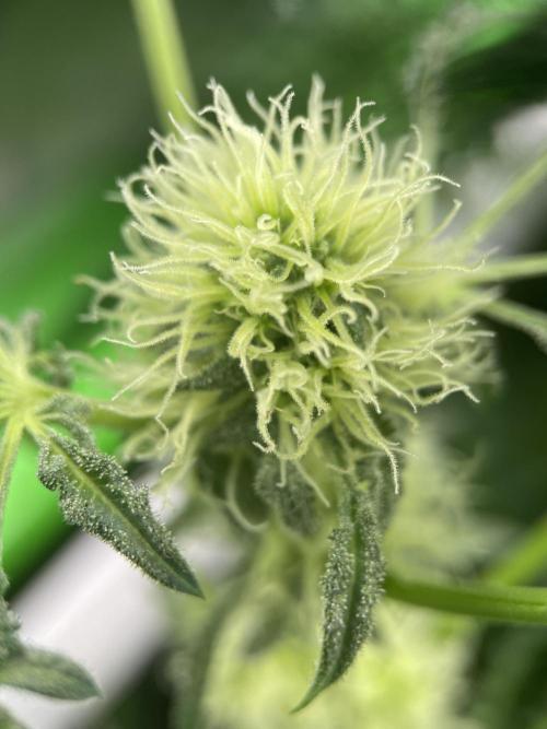 Terpyz - Mentha De Croco. Week 14