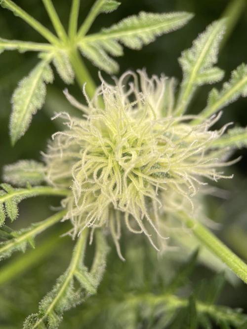 Terpyz - Mentha De Croco. Week 14