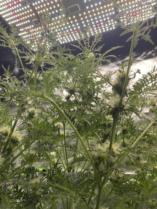 Terpyz - Mentha De Croco. Week 14