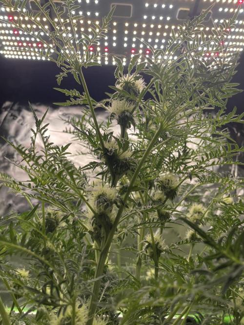 Terpyz - Mentha De Croco. Week 14