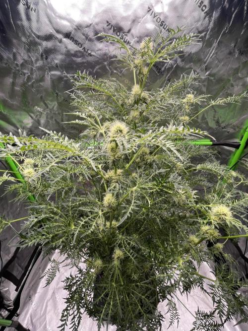 Terpyz - Mentha De Croco. Week 14