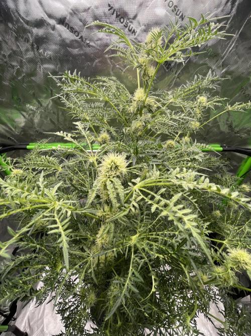 Terpyz - Mentha De Croco. Week 14