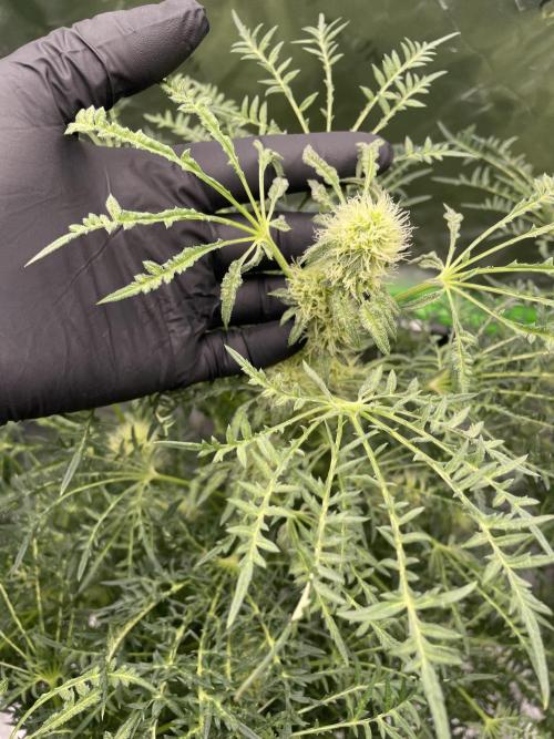 Terpyz - Mentha De Croco. Week 14