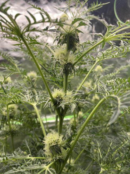 Terpyz - Mentha De Croco. Week 14