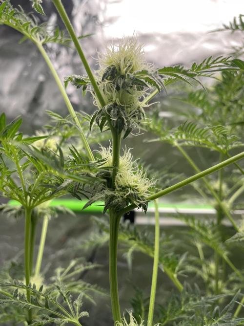 Terpyz - Mentha De Croco. Week 14