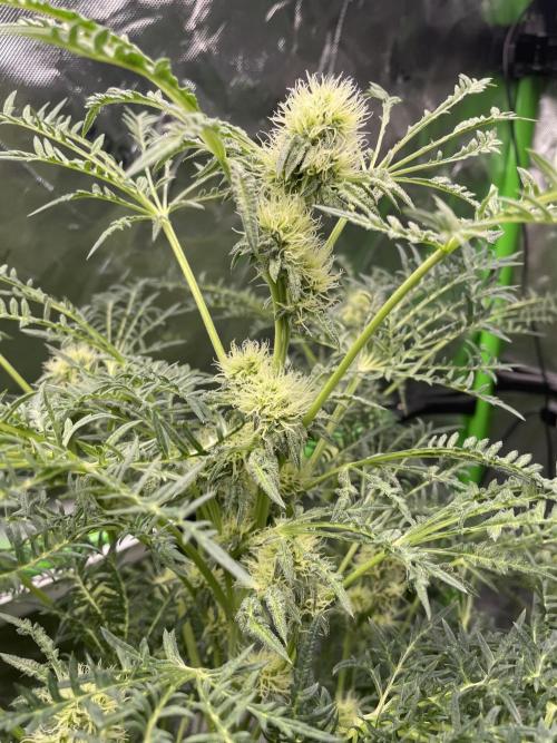 Terpyz - Mentha De Croco. Week 14