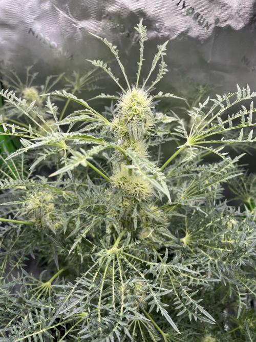 Terpyz - Mentha De Croco. Week 14
