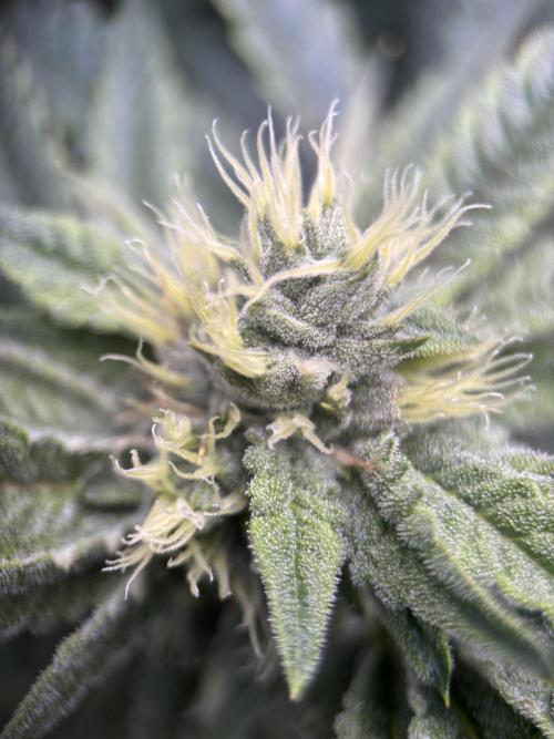 Terpyz - Cheesus Christ S1. Week 14
