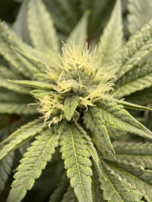 Terpyz - Cheesus Christ S1. Week 14