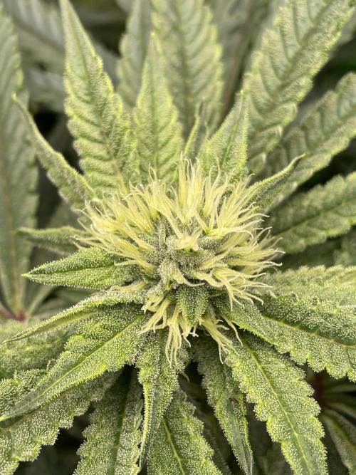 Terpyz - Cheesus Christ S1. Week 14