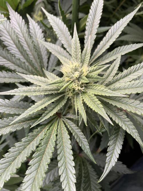Terpyz - Cheesus Christ S1. Week 14