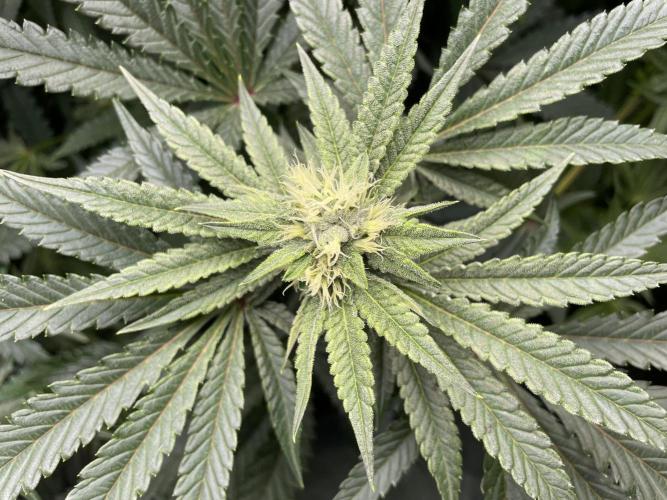 Terpyz - Cheesus Christ S1. Week 14