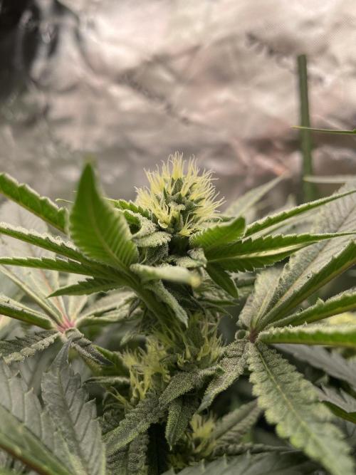 Terpyz - Cheesus Christ S1. Week 14