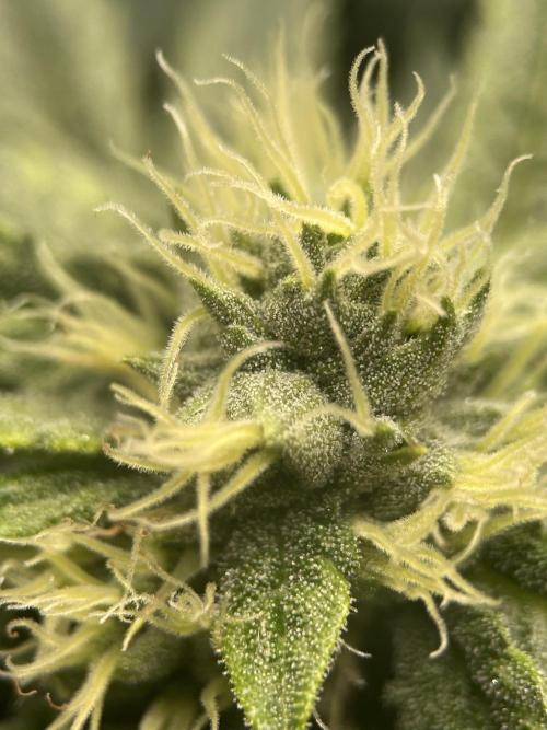 Terpyz - Cheesus Christ S1. Week 14