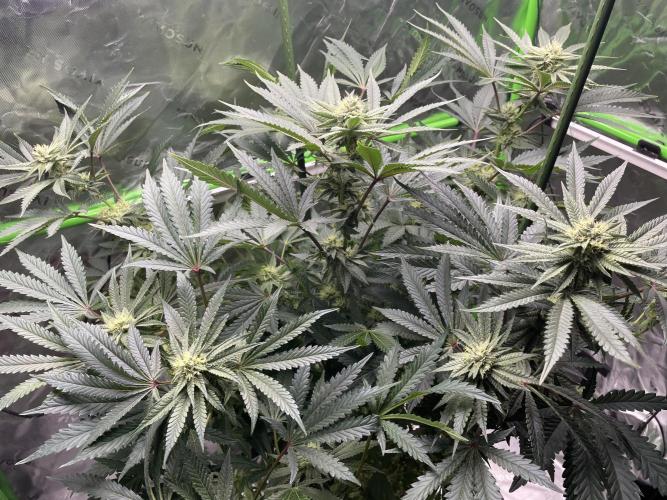Terpyz - Cheesus Christ S1. Week 14