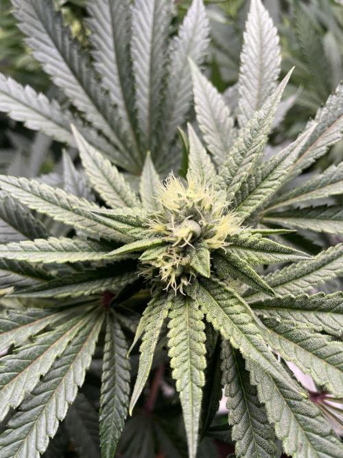 Terpyz - Cheesus Christ S1. Week 14