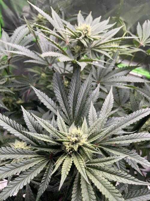 Terpyz - Cheesus Christ S1. Week 14