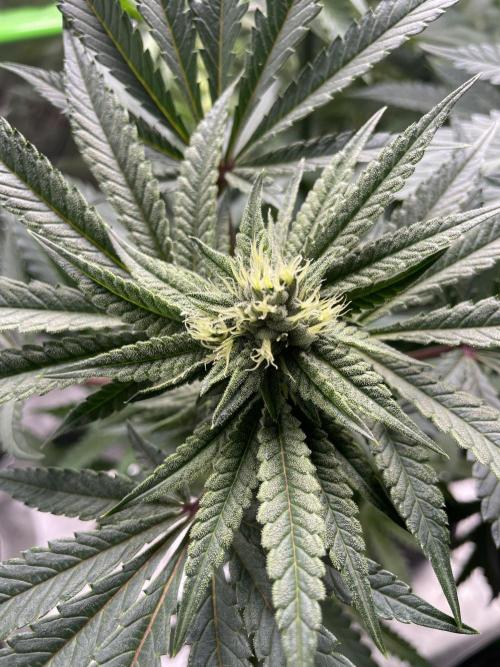 Terpyz - Cheesus Christ S1. Week 14