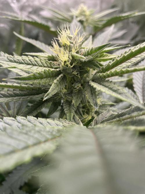 Terpyz - Cheesus Christ S1. Week 14