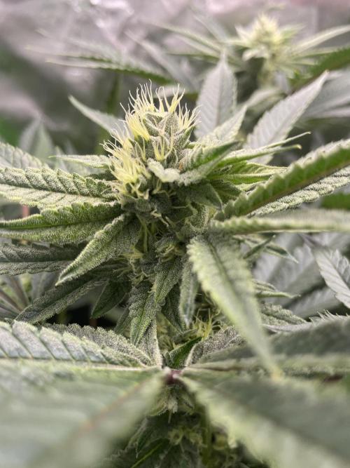 Terpyz - Cheesus Christ S1. Week 14