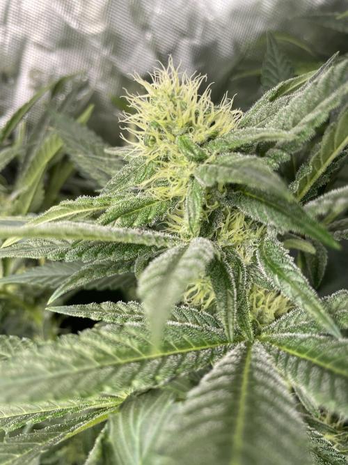 Terpyz - Neon Wasabii. Week 14