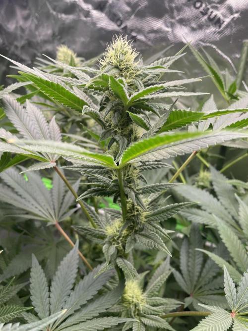Terpyz - Neon Wasabii. Week 14