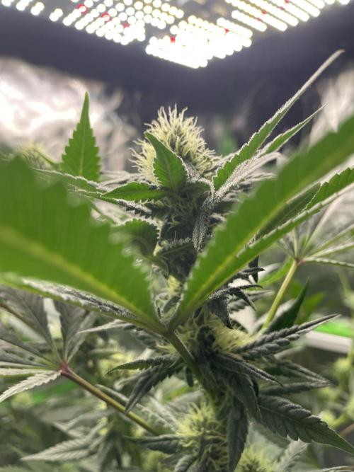 Terpyz - Neon Wasabii. Week 14