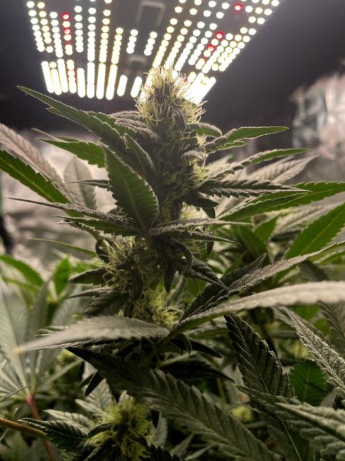 Terpyz - Neon Wasabii. Week 14