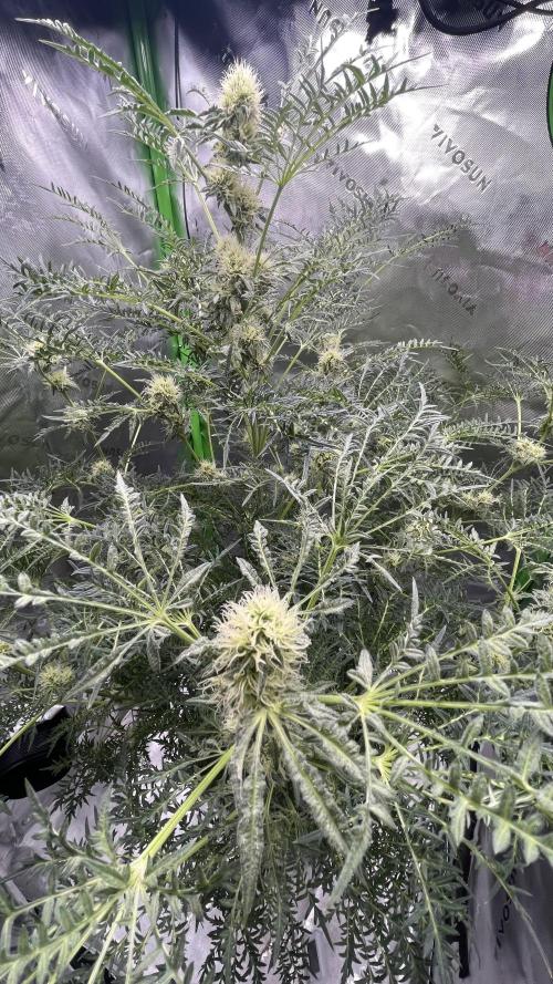 Terpyz - Mentha De Croco. Week 15