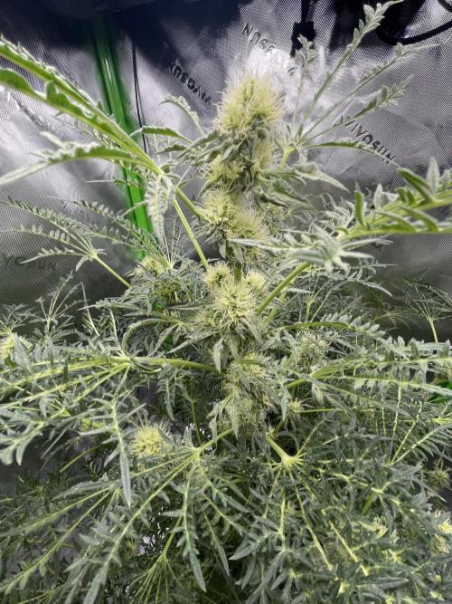 Terpyz - Mentha De Croco. Week 15