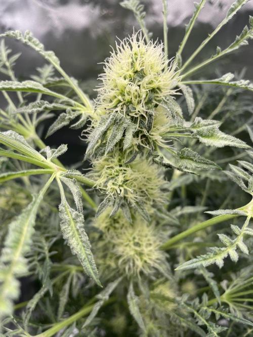 Terpyz - Mentha De Croco. Week 15