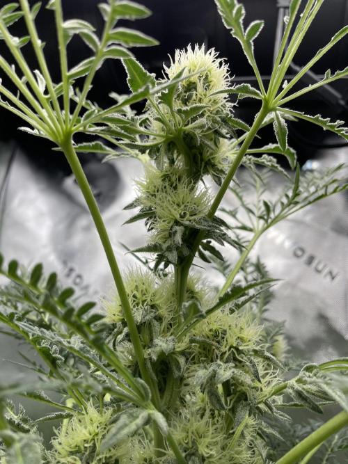 Terpyz - Mentha De Croco. Week 15