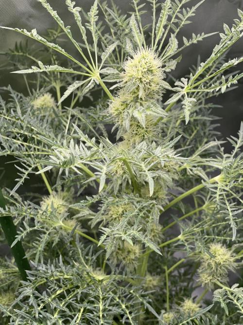 Terpyz - Mentha De Croco. Week 15