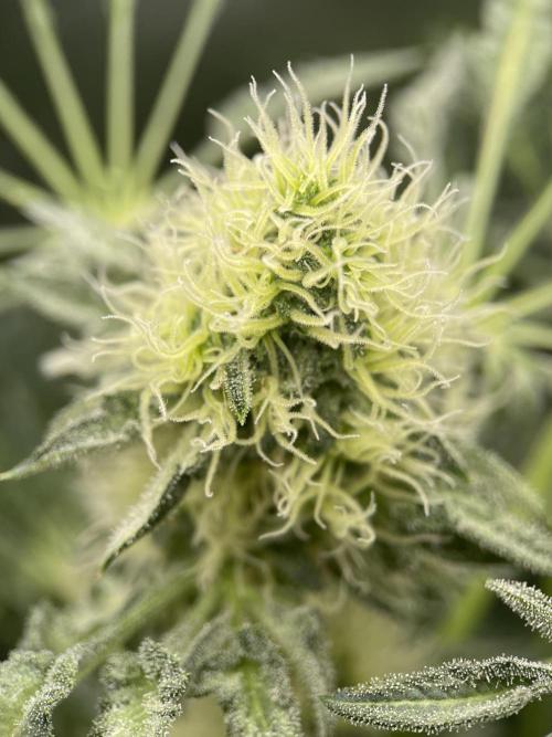 Terpyz - Mentha De Croco. Week 15