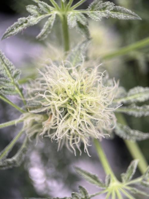 Terpyz - Mentha De Croco. Week 15