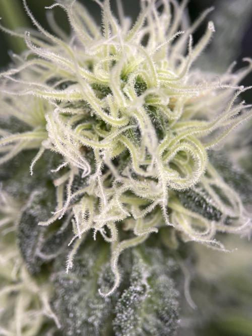 Terpyz - Mentha De Croco. Week 15