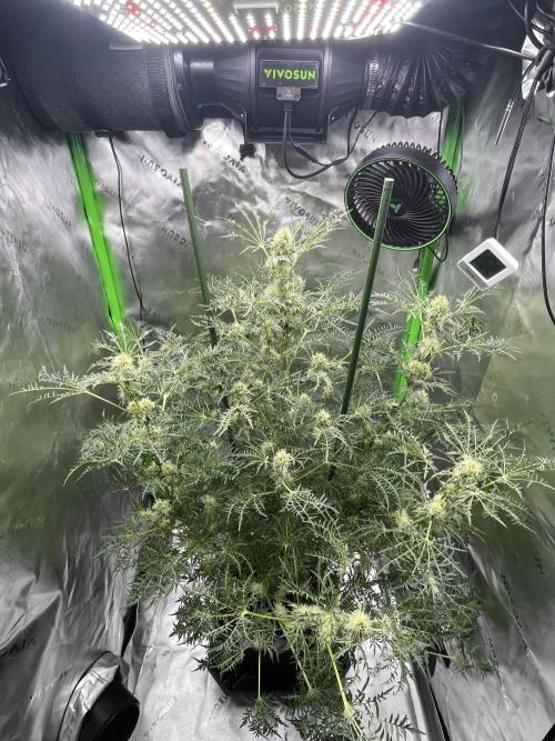 Terpyz - Mentha De Croco. Week 15