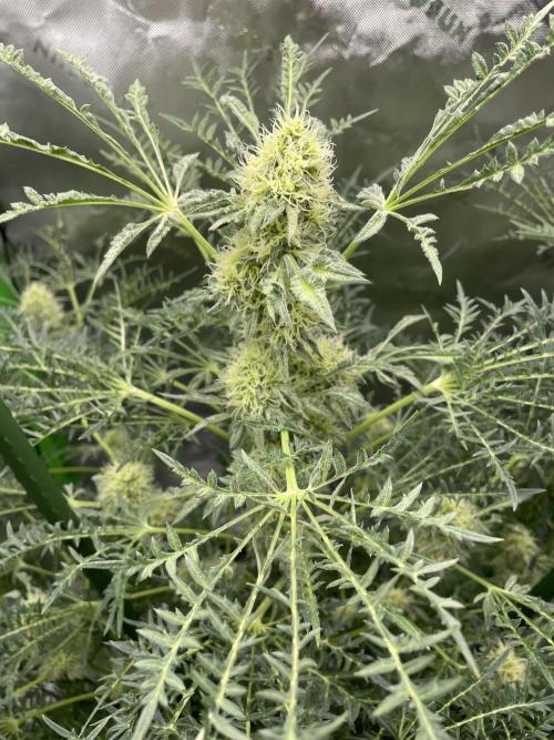 Terpyz - Mentha De Croco. Week 15