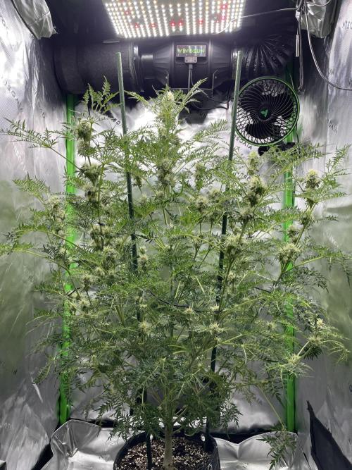 Terpyz - Mentha De Croco. Week 15