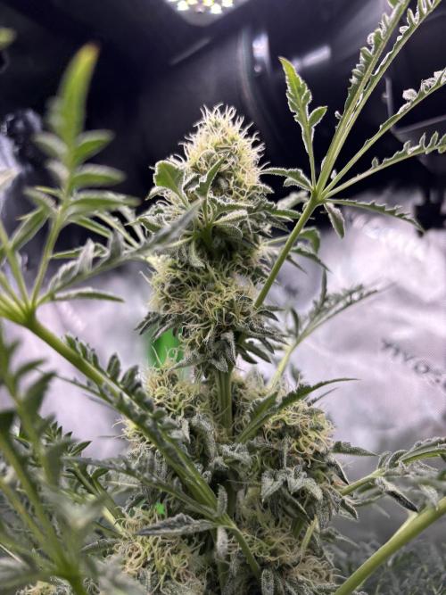 Terpyz - Mentha De Croco. Week 16