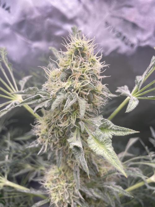 Terpyz - Mentha De Croco. Week 16