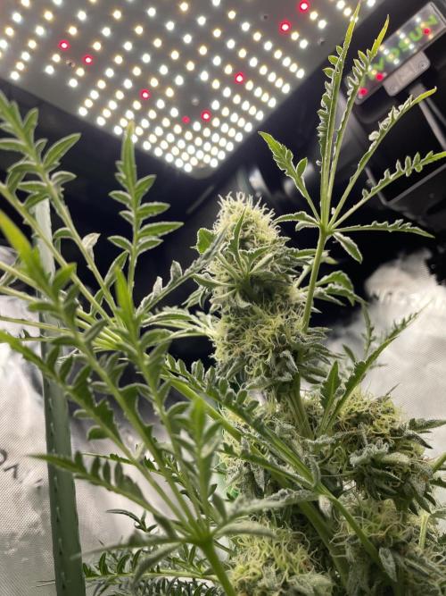 Terpyz - Mentha De Croco. Week 16