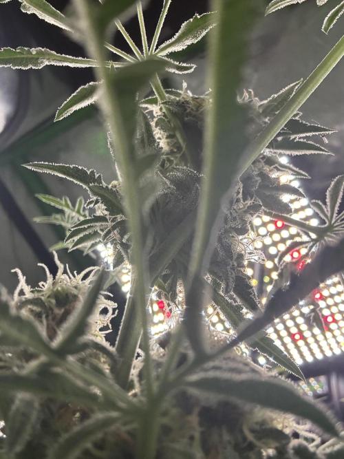 Terpyz - Mentha De Croco. Week 17