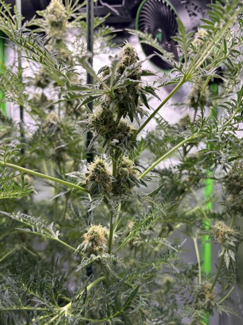 Terpyz - Mentha De Croco. Week 17