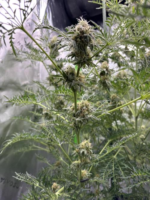 Terpyz - Mentha De Croco. Week 17